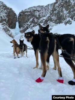 Собаки Алисы в специальных тапочках