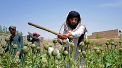 برنامه‌ی کاروان زهر: ادعای حکومت طالبان بر مصرف بیش از میلیون ها افغانی درراستای مبارزه با مواد مخدر در افغانستان