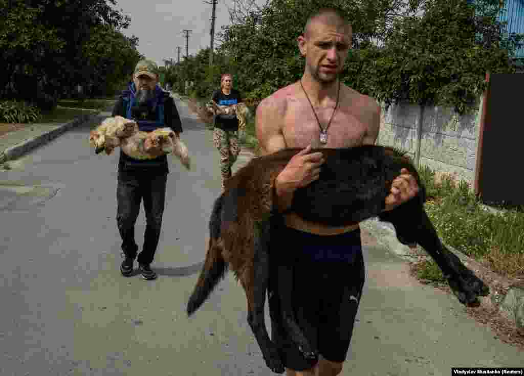 Валянтэры нясуць выратаваных сабак. Жывёлам далі заспакаяльныя лекі, каб іх было лягчэй пераправіць. Херсон, 7 чэрвеня 2023. &nbsp;