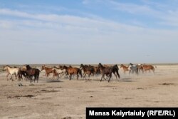 Әуедегі дроннан үркіп қашқан жылқы үйірі. Шөлін қандырған мал енді өріске ұзайды. Маңғыстау облысы Қызан аулының маңы, 14 шілде 2021 жыл.