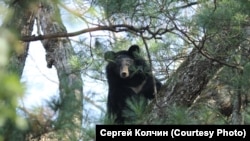 Гималайский медведь (иллюстративное фото)