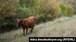 Бродячая корова