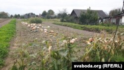 На гародах добры ўраджай, але людзі ня ведаюць, куды яго падзець