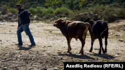 Ağcabədidə mal bazarı