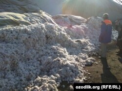 Прицепдан ағдарилган пахта орасидаги қум қолинган қоплар