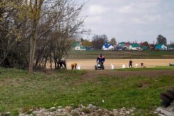 Местачкоўцы завіхаюцца на агародах. На заднім пляне відаць Александрыю