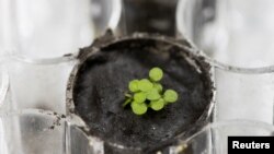 Флорида университети лабораториясида етиштирилган Arabidopsis thaliana ўсимлиги. 