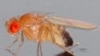 Дрозофила (Drosophila melanogaster). Излюбленный объект исследования генетиков. <a href = "http://en.wikipedia.org/wiki/Image:Drosophila_melanogaster_-_side_%28aka%29.jpg" target=_blank>Wikipedia.</a>