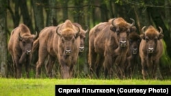 Белавеская пушча. Тут і ніжэй фота: Сяргей Плыткевіч, planetabelarus.by