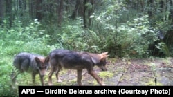 Ваўкі на фотапастцы ў Белавескай пушчы, архіў ГА "Ахова птушак Бацькаўшчыны"