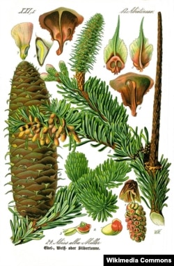 Ельніца (Abies alba). Otto Wilhelm Thomé. Flora von Deutschland, Österreich und der Schweiz, 1885