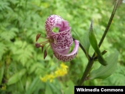 Lilium martagon L.— лялея гаёвая