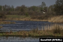 Палескі радыяцыйна-экалягічны запаведнік - ідэальнае месца для дзікіх жывёлаў