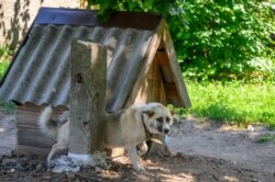 Сабака Рэкс, які ахоўвае дом вартаўніка калгасу