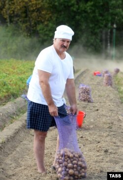 Ілюстрацыйнае фота. Аляксандар Лукашэнка зьбірае ўраджай бульбы ў сваёй рэзыдэнцыі ў Драздах. 16 жніўня 2015 году