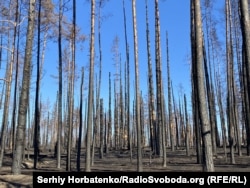 Наступствы пажару ў нацыянальным парку