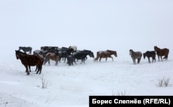 Табун диких лошадей на обратном пути в Качуг