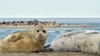 Kazakhstan - Caspian seal. Photo - from personal archive