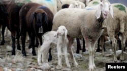 Лукашэнка аддаў увагу тэме авечкагадоўлі. Ілюстрацыйнае фота